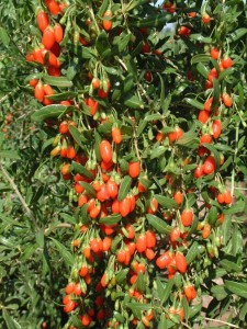 Lycium barbarum himalaya tibet