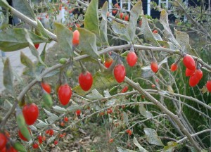 800px-lycium-barbarum-fruits