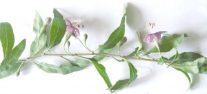 Goji plant