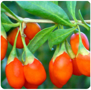 goji-saft-beere-goji