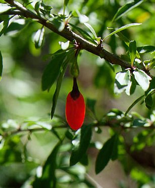 goji-super-fruit-baies-de-goji-himalaya-goji-berries-40