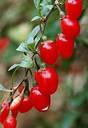 goji-super-fruit-baies-de-goji-lhimalaya-goji-berries-26