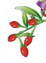 goji-berry