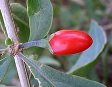 singleberrysmall
