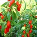 Bayas de Goji Himalaya