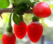 Bayas de goji