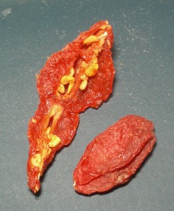 How to plant your own goji berries (Lycium barbarum). Germinating and sowing your own Goji Berry plants