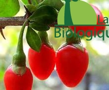 Baies de Goji