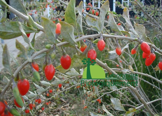 570px-lycium-barbarum-fruits-goji-agoji-himalaya1