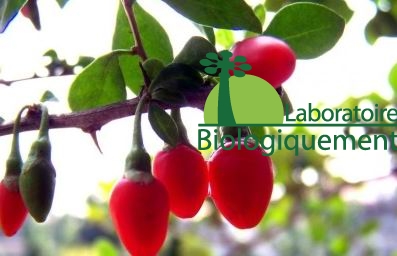 goji-himalaya-ningxia