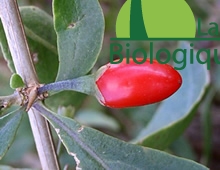 goji_super_fruit_himalaya_antioxydants