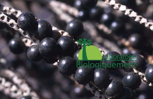 acai-goji-agoji-superfruit-antioxidant