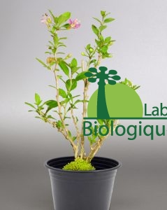 Plant arbuste de goji endémique à l'Himalaya cultiver biologiquement.