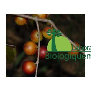 Camu camu sur l'arbre