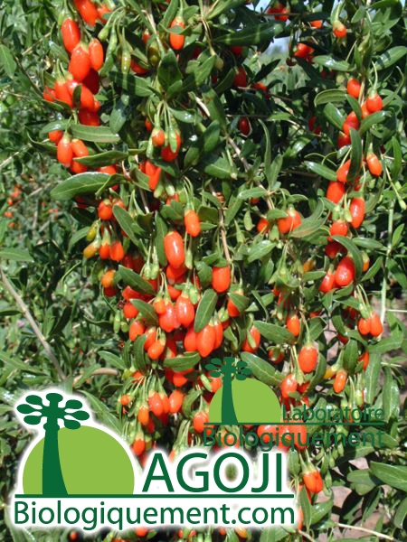 Plante de goji biologique