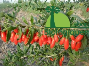Les baies de Goji fraîches sur le plant de Goji de l'Himalaya Lycium barbarum.