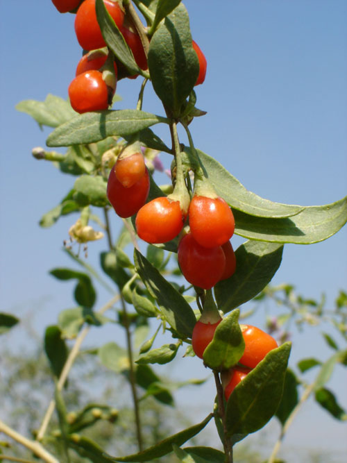goji-super-fruit-baies-de-goji-himalaya-goji-berries-49