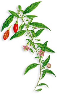 goji-super-fruit-baies-de-goji-himalaya-goji-berries-53