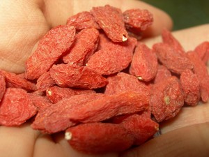 How to plant your own goji berries (Lycium barbarum). Germinating and sowing your own Goji Berry plants