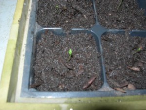 How to plant your own goji berries (Lycium barbarum). Germinating and sowing your own Goji Berry plants