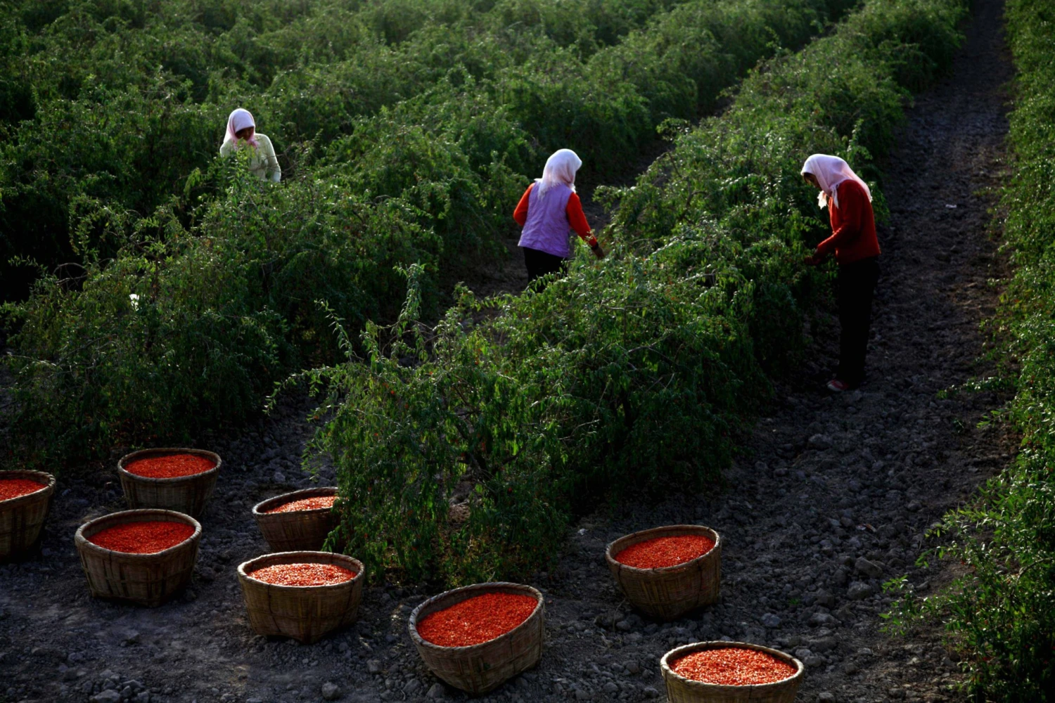 Baies de goji et branches du lyciet