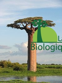 baobab-abaobab-1