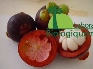 Le mangoustan, un puissant antioxydant