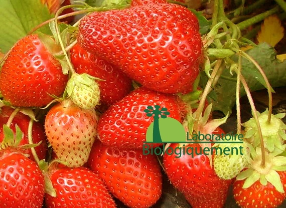 fruit_fraise_antioxydant_agoji_naturel_biologique