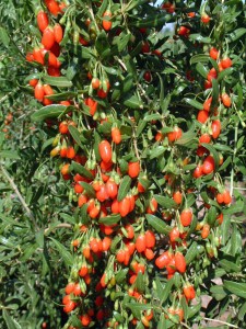 Plant d'arbre de Goji bio