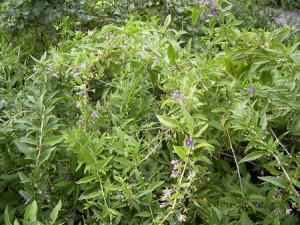 Buisson de plante de Goji bio