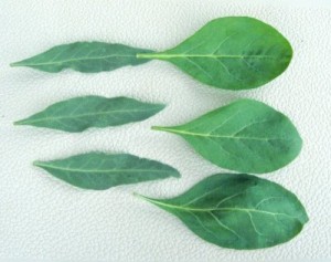 Les feuilles de Goji bio antioxydant naturel puissant
