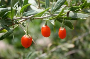 La baie de goji superfruit antioxydant naturel puissant