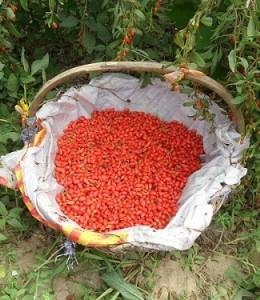 Le Goji bio, l’atout Santé !