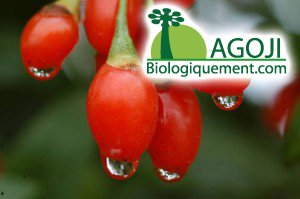 Les baies de Goji antioxydantes