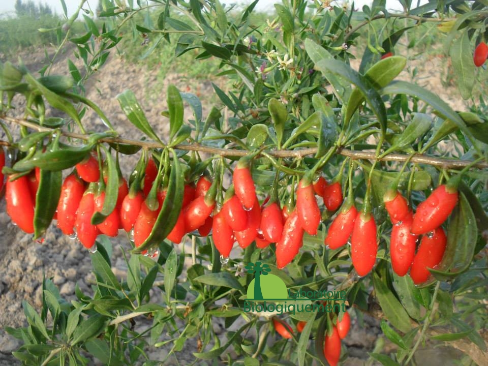 le Goji de l’Himalaya fruit de vitalité biologiquement | Goji bio ...