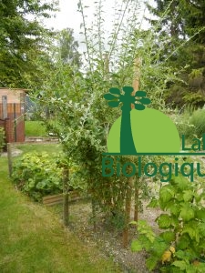 Plant de goji bio acheter sur biologiquement.shop et planté dans un jardin breton