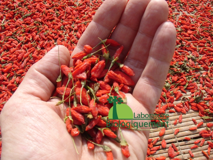 La baie de goji bio séchée au soleil